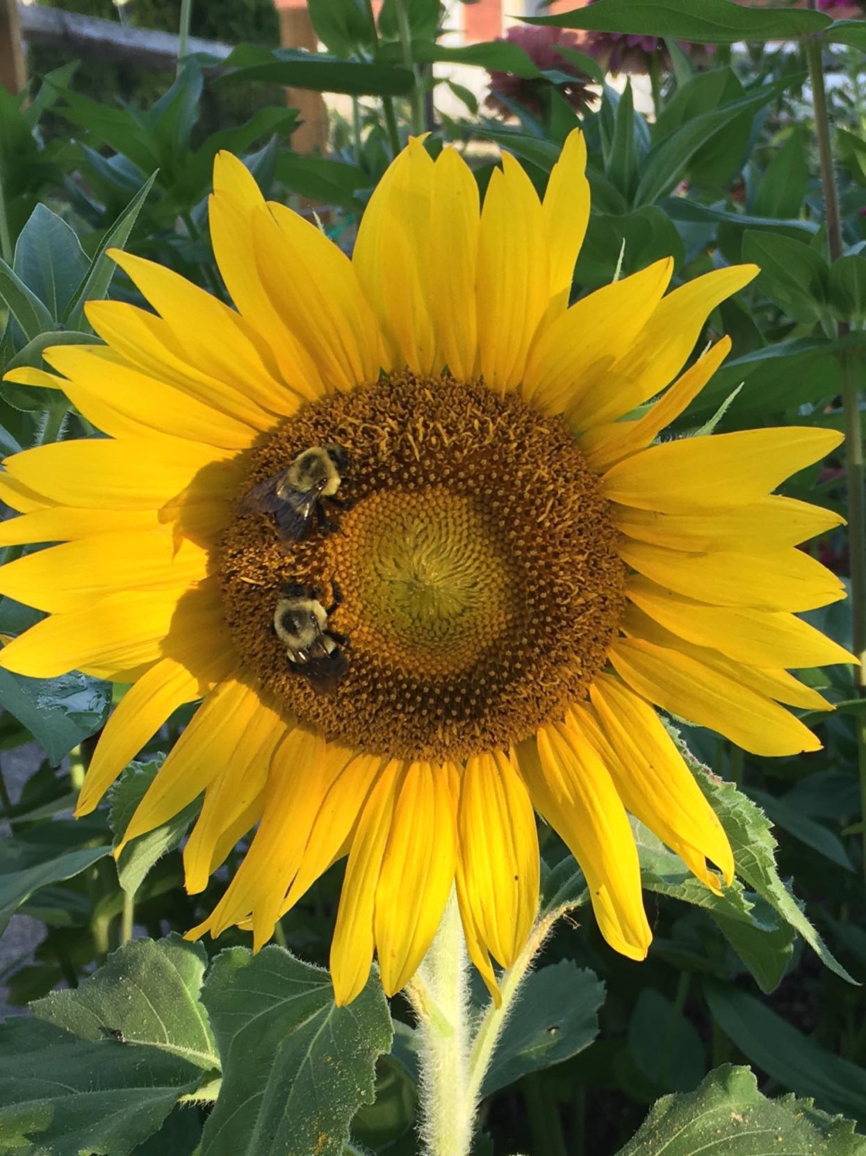 Bees